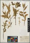 Foto von Salix pentandra L.